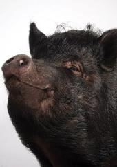 Поросячья этика